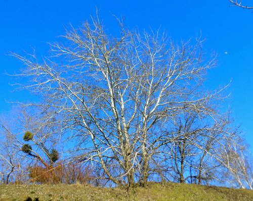 tree  nature  landscape