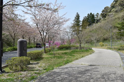 tree  nature  road