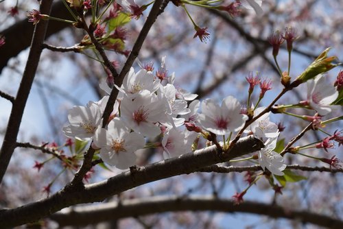 tree  branch  cherry