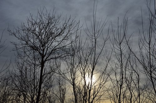 tree  landscape  nature