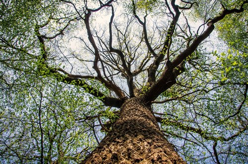 tree  nature  wood