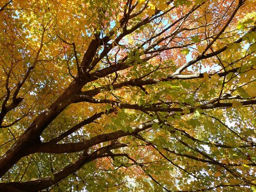 tree  leaf  fall