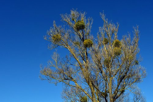 tree  mistletoe  kahl