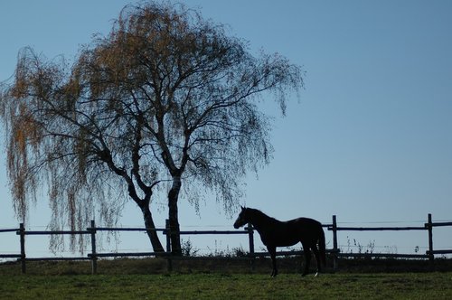 tree  landscape  nature