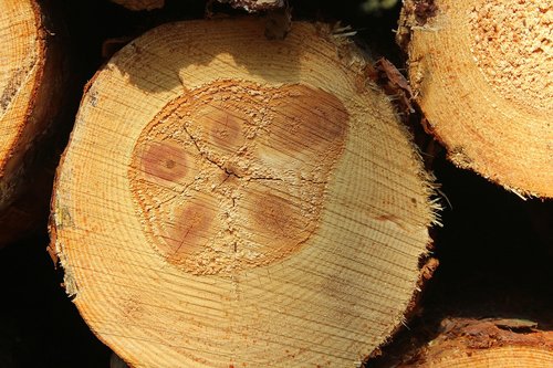 tree  cross section  cutting