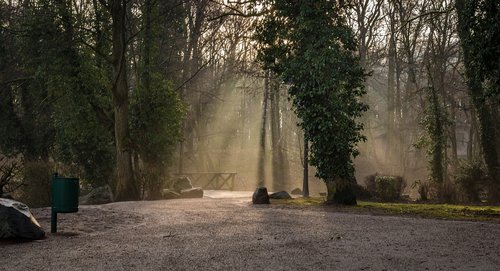 tree  fog  wood