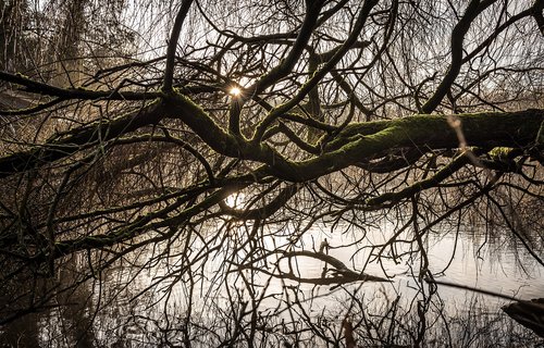 tree  branch  wood