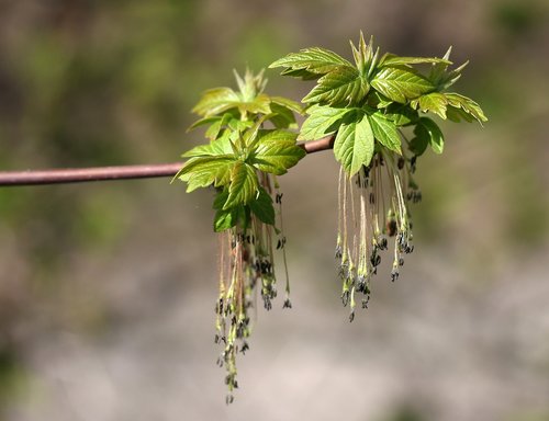 tree  inflorescence  green