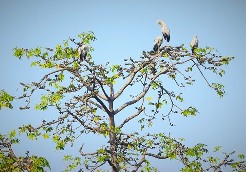 tree  nature  branch