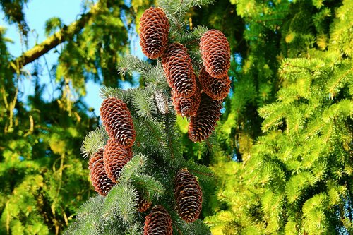 tree  nature  plant