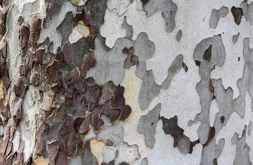 tree  rough  pattern