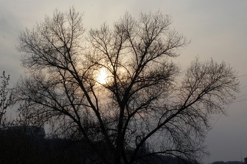 tree  nature  dawn