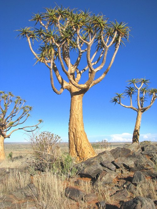 tree  nature  flora