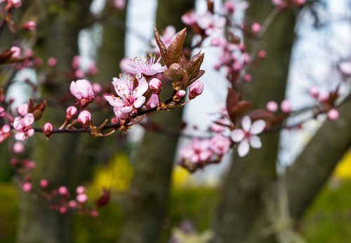 tree  nature  petal