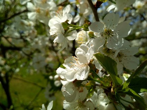 tree  flower  flora