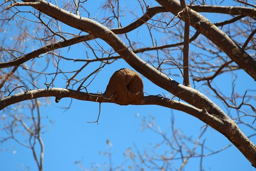 tree  nature  sky