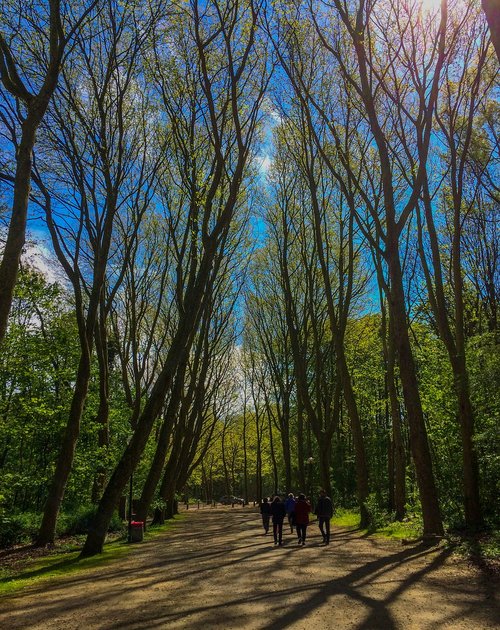 tree  wood  nature