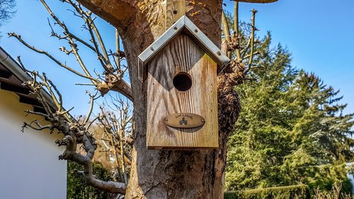 tree  bird feeder  wood