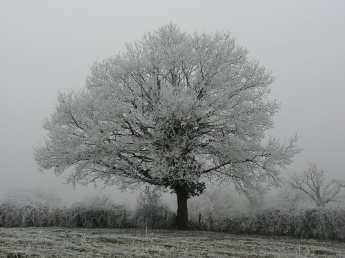 tree  landscape  fog