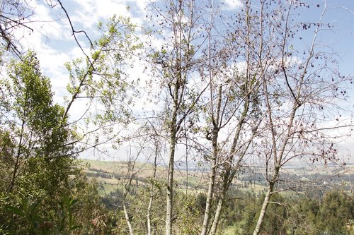 tree  nature  landscape