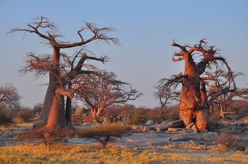 tree  nature  landscape