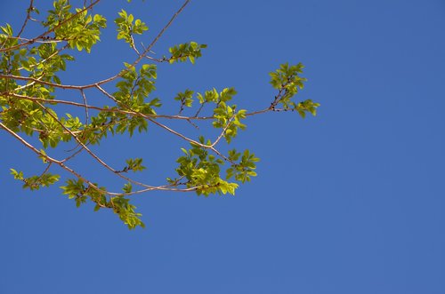 tree  nature  sky