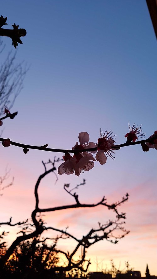 tree  sky  branch