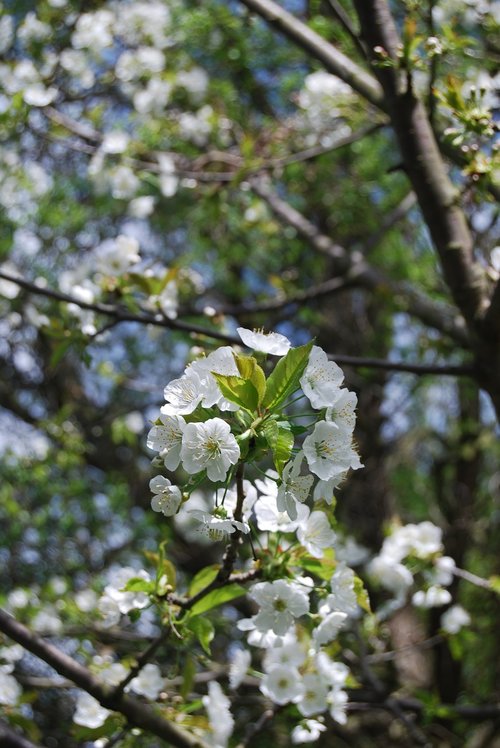 tree  branch  nature