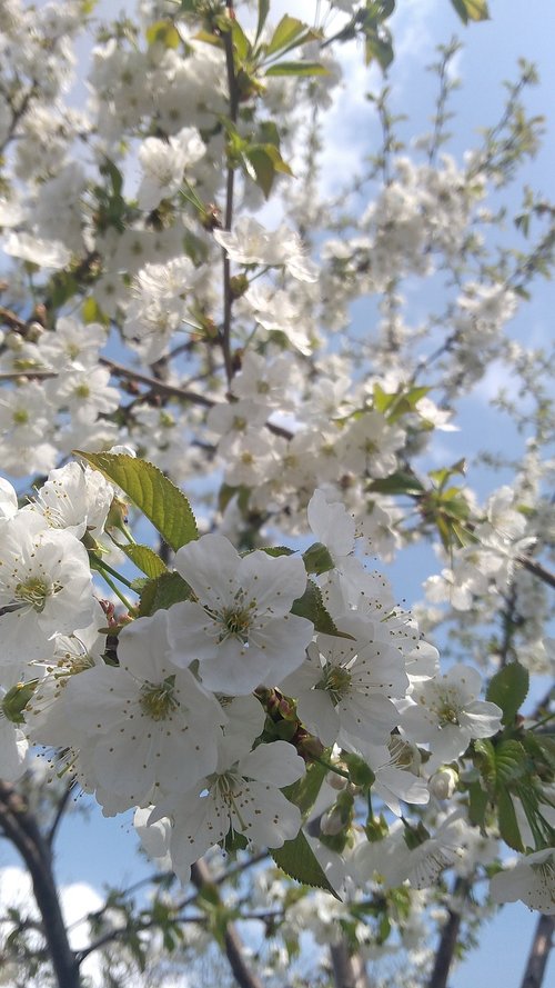 tree  branch  flower