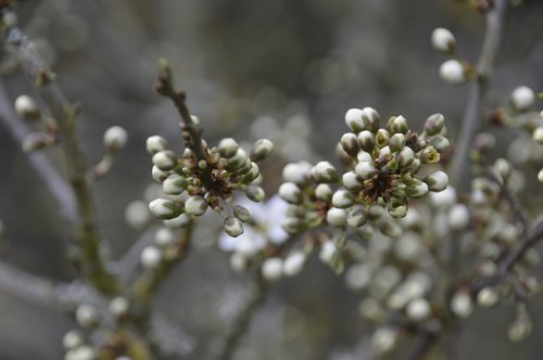 tree  branch  nature