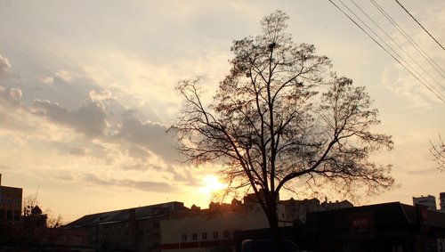 tree  nature  panoramic