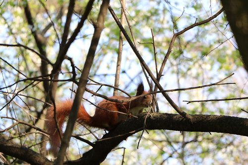 tree  nature  wood