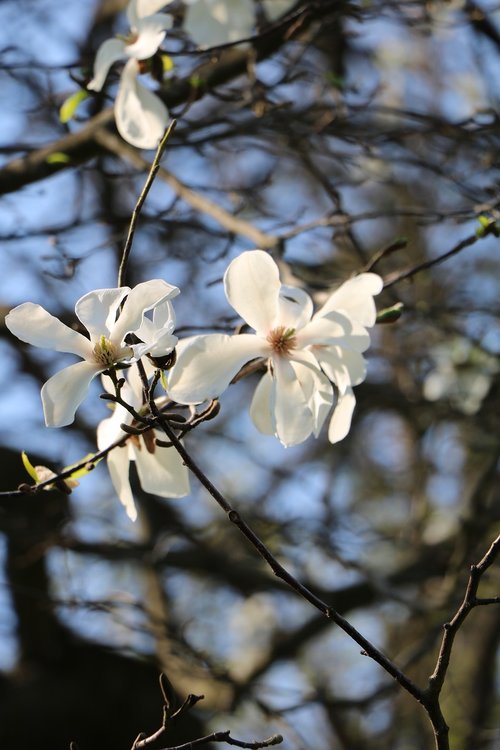 tree  branch  flower