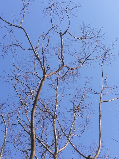 tree  branch  wood