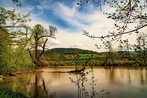 tree  nature  waters