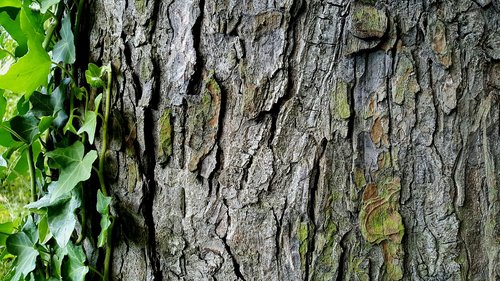 tree  bark  ivy