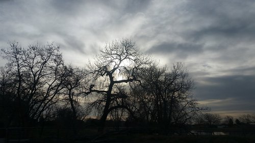 tree  nature  landscape