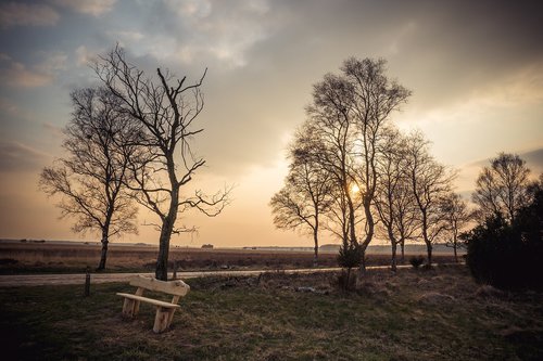 tree  landscape  nature