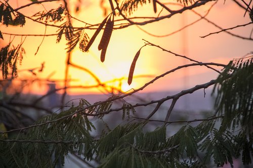 tree  branch  nature