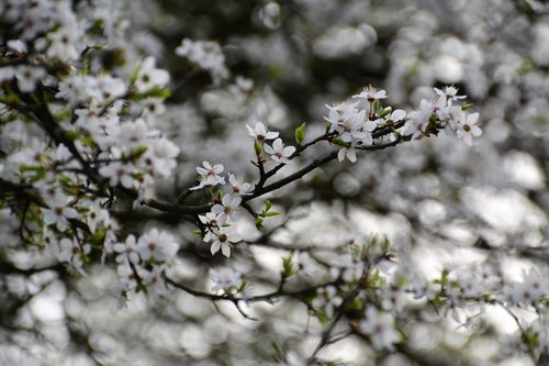 tree  season  flower