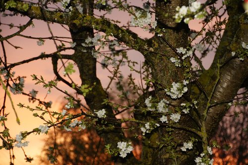 tree  nature  branch