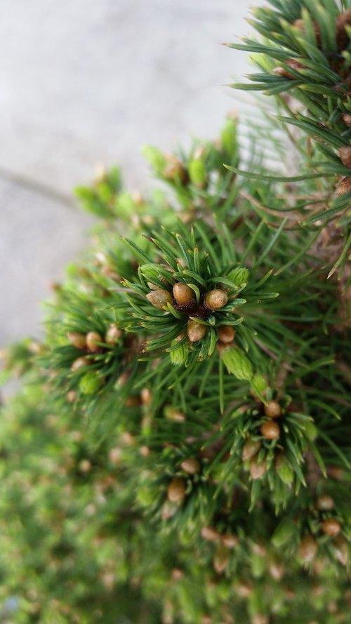 tree  needle  pine