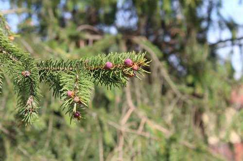 tree  nature  branch