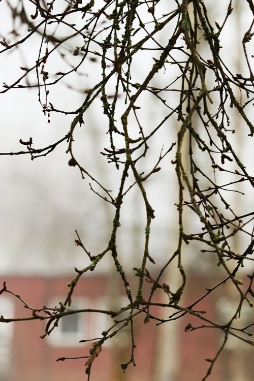 tree  nature  branch