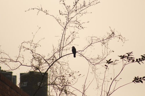 tree  nature  branch