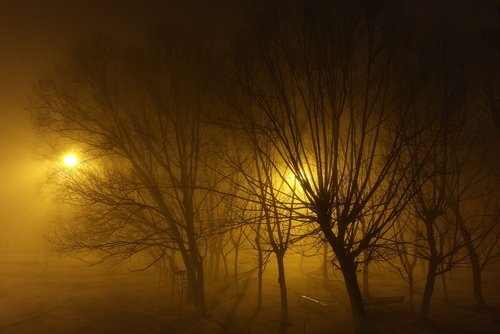 tree  nature  fog