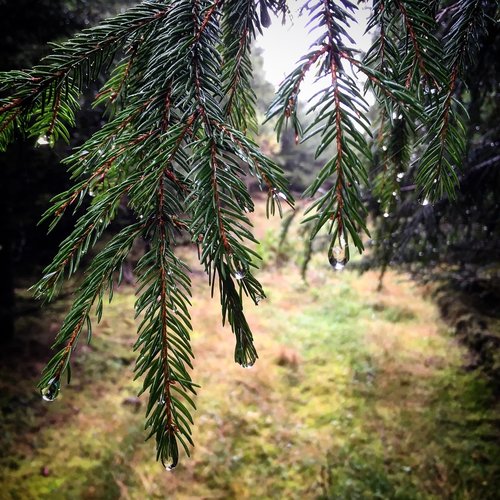tree  evergreen  pine