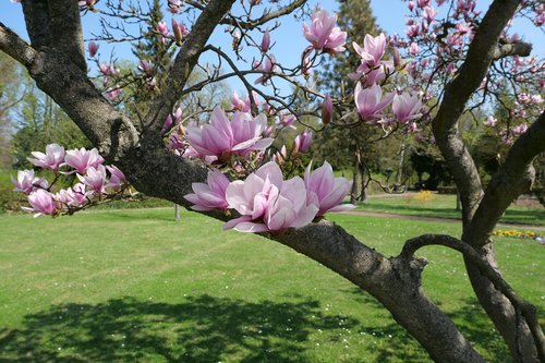 tree  magnolia soulangiana  tulip magnolia