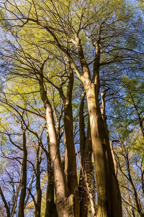 tree  wood  nature
