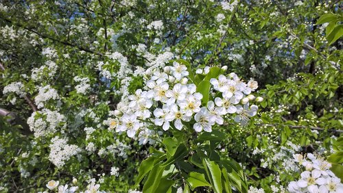 tree  white blossom